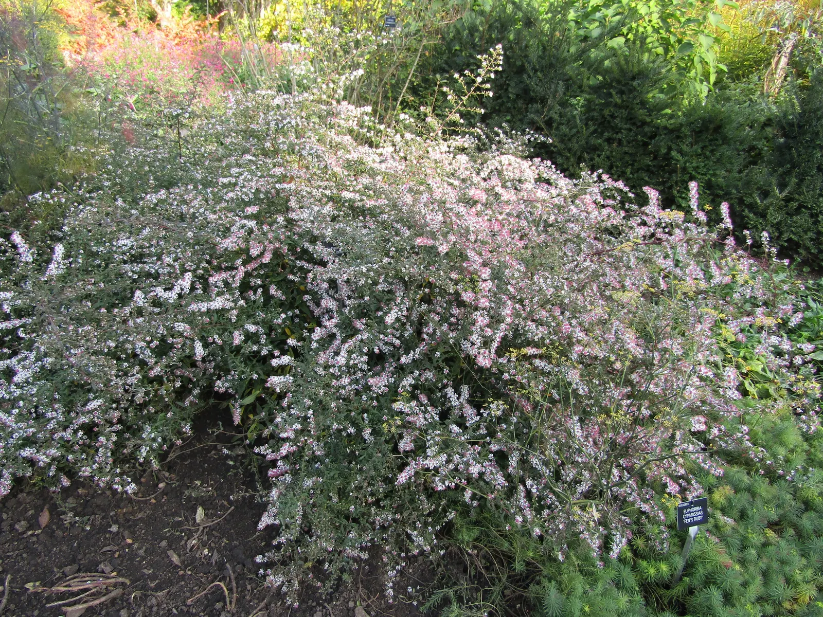 Lady In Black Aster (Aster Lateriflorus 'Lady In Black') — scientifically known as Aster lateriflorus 'Lady in Black'