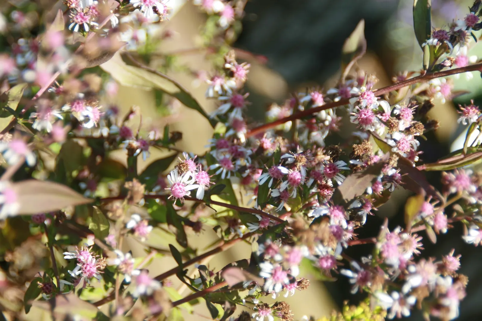 Lady In Black Aster (Aster Lateriflorus 'Lady In Black') — Originating from the Asteraceae family