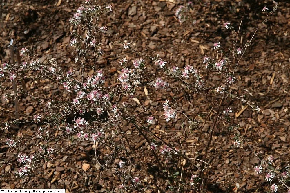 Lady In Black Aster (Aster Lateriflorus 'Lady In Black') — pink-tinged white flowers