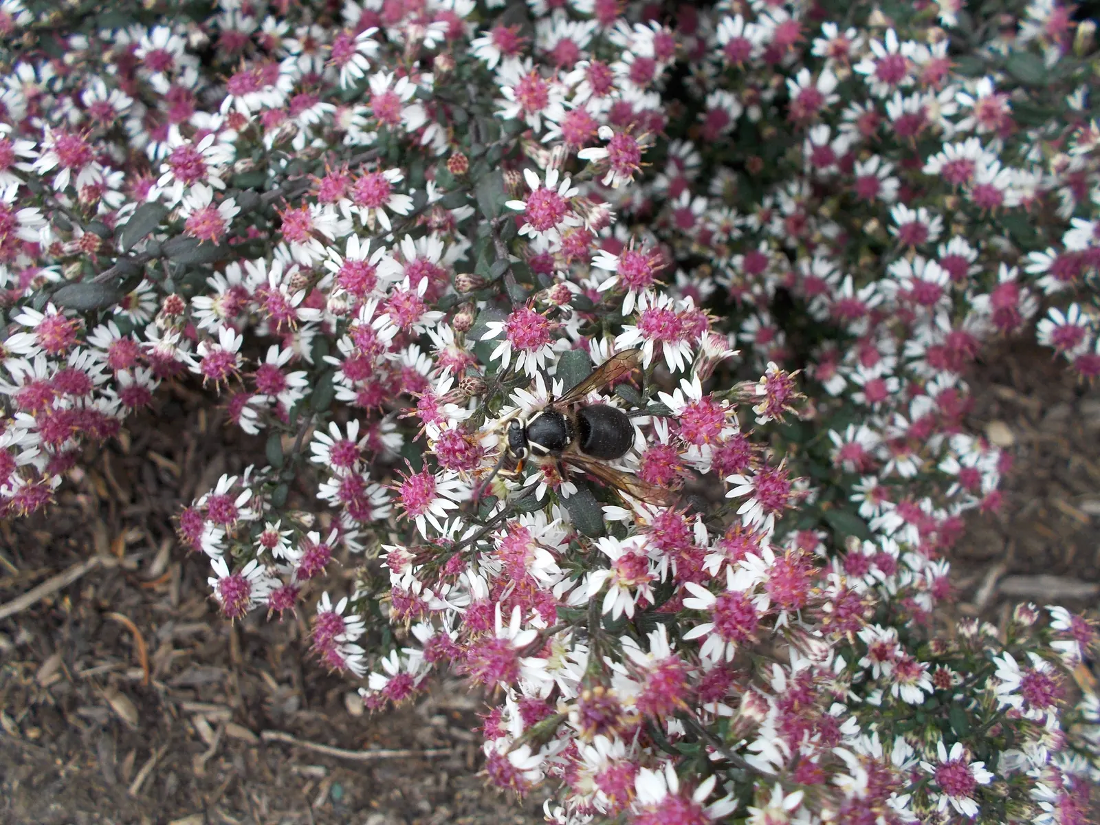 Lady In Black Aster (Aster Lateriflorus 'Lady In Black') — The 'Lady in Black' Aster (Aster lateriflorus) is a striking perennial