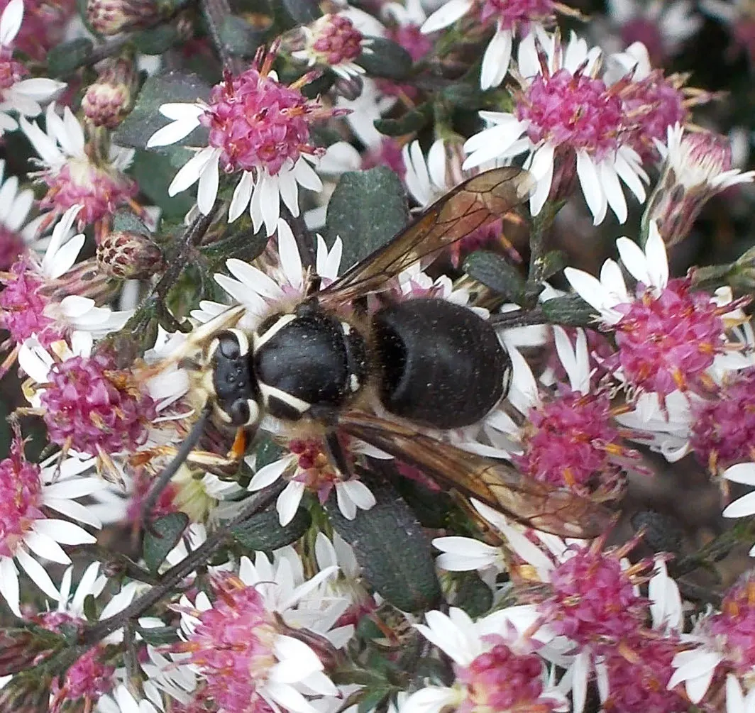 Lady In Black Aster (Aster Lateriflorus 'Lady In Black') — it reaches a mature size of roughly 3 to 4 feet in height and spreads about 2 to 3 feet wide