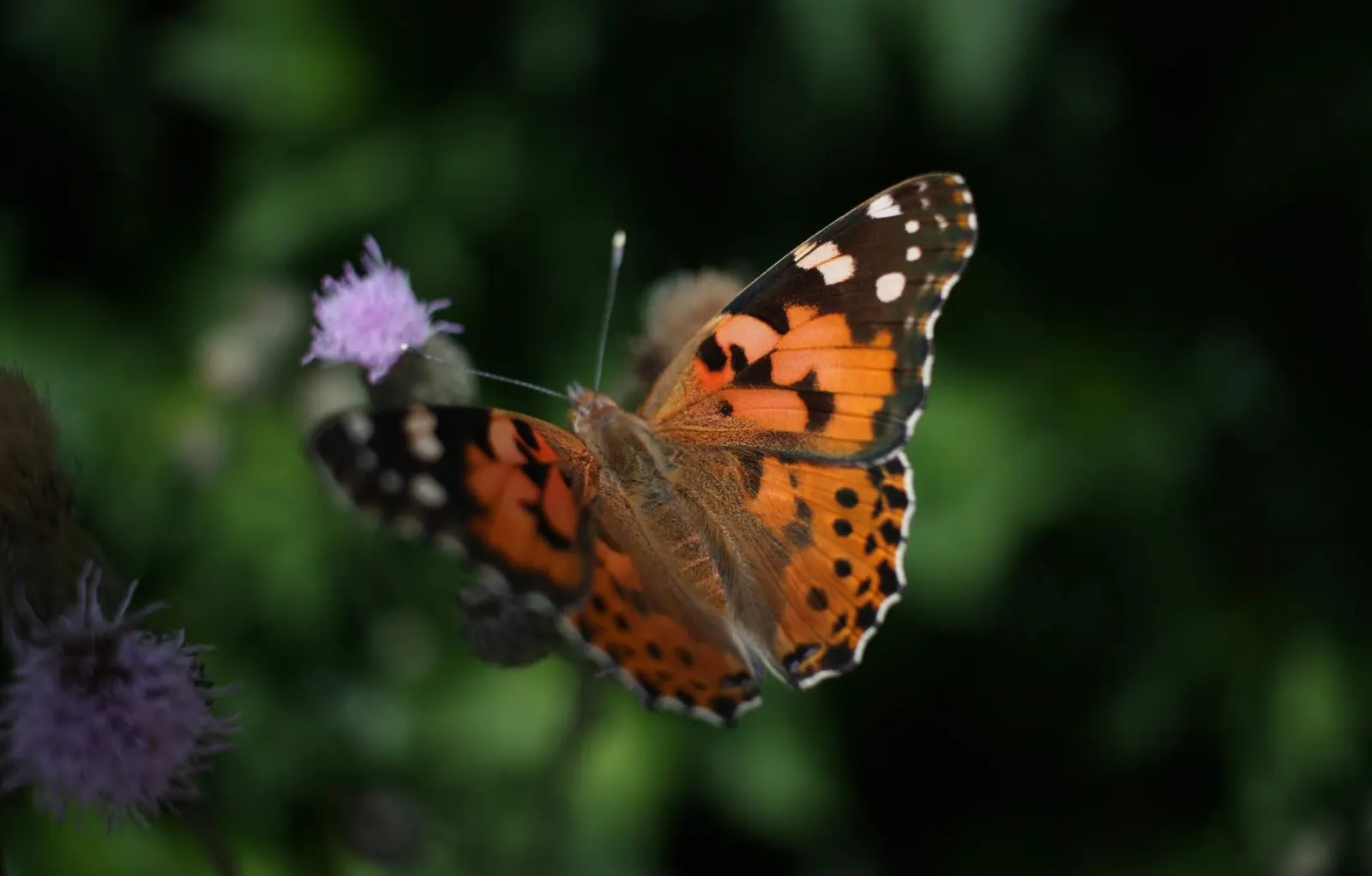 Lady In Black Aster (Aster Lateriflorus 'Lady In Black') — it thrives in full to partial sun and well-draining soil