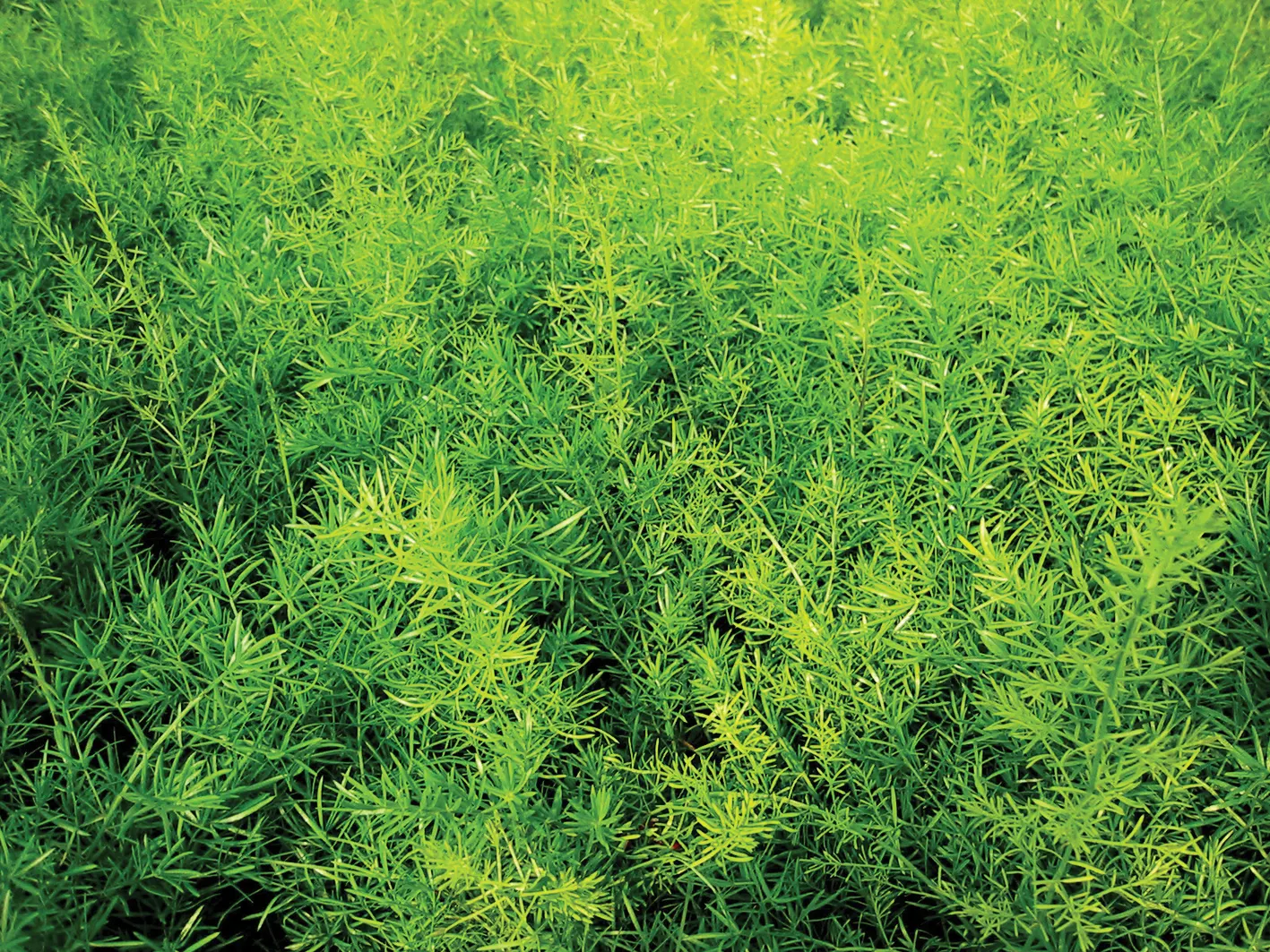 Asparagus Fern (Asparagus densiflorus 'Sprengeri') — information and resources, image 74