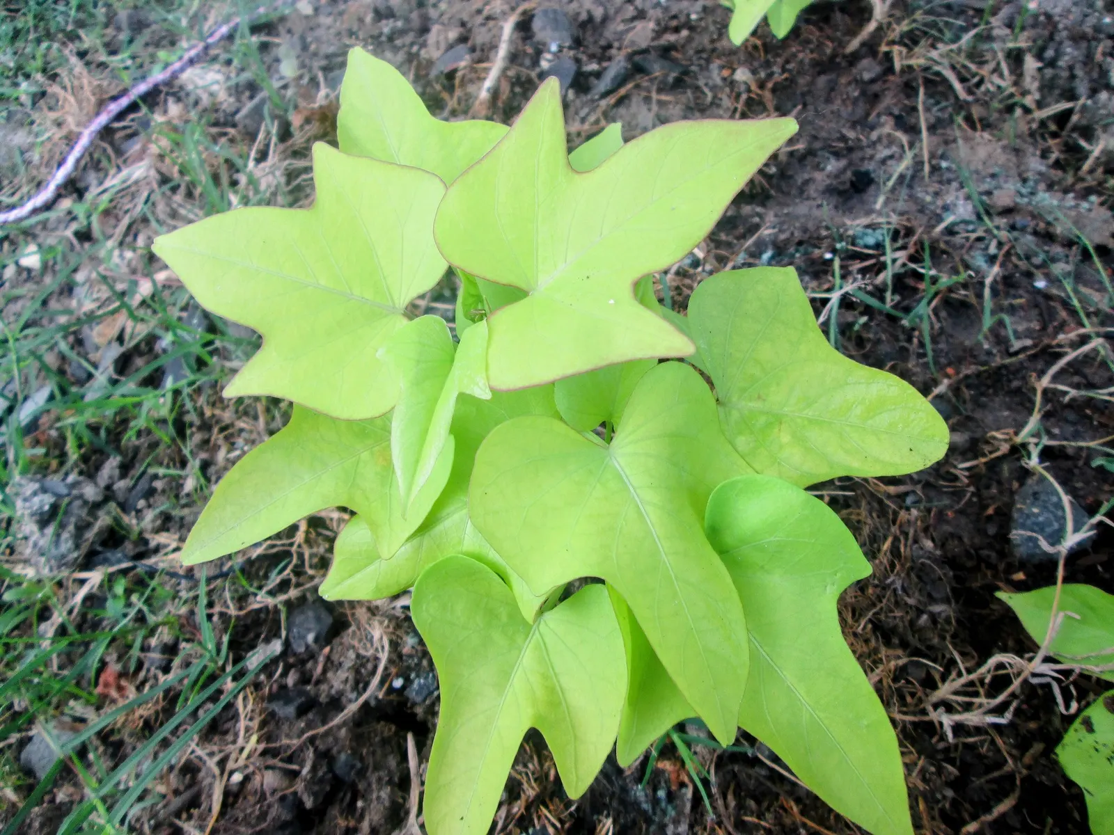 Sweet Caroline: Bewitched Green With Envy™ (Ipomoea batatas) — Hardy in USDA zones 10-11