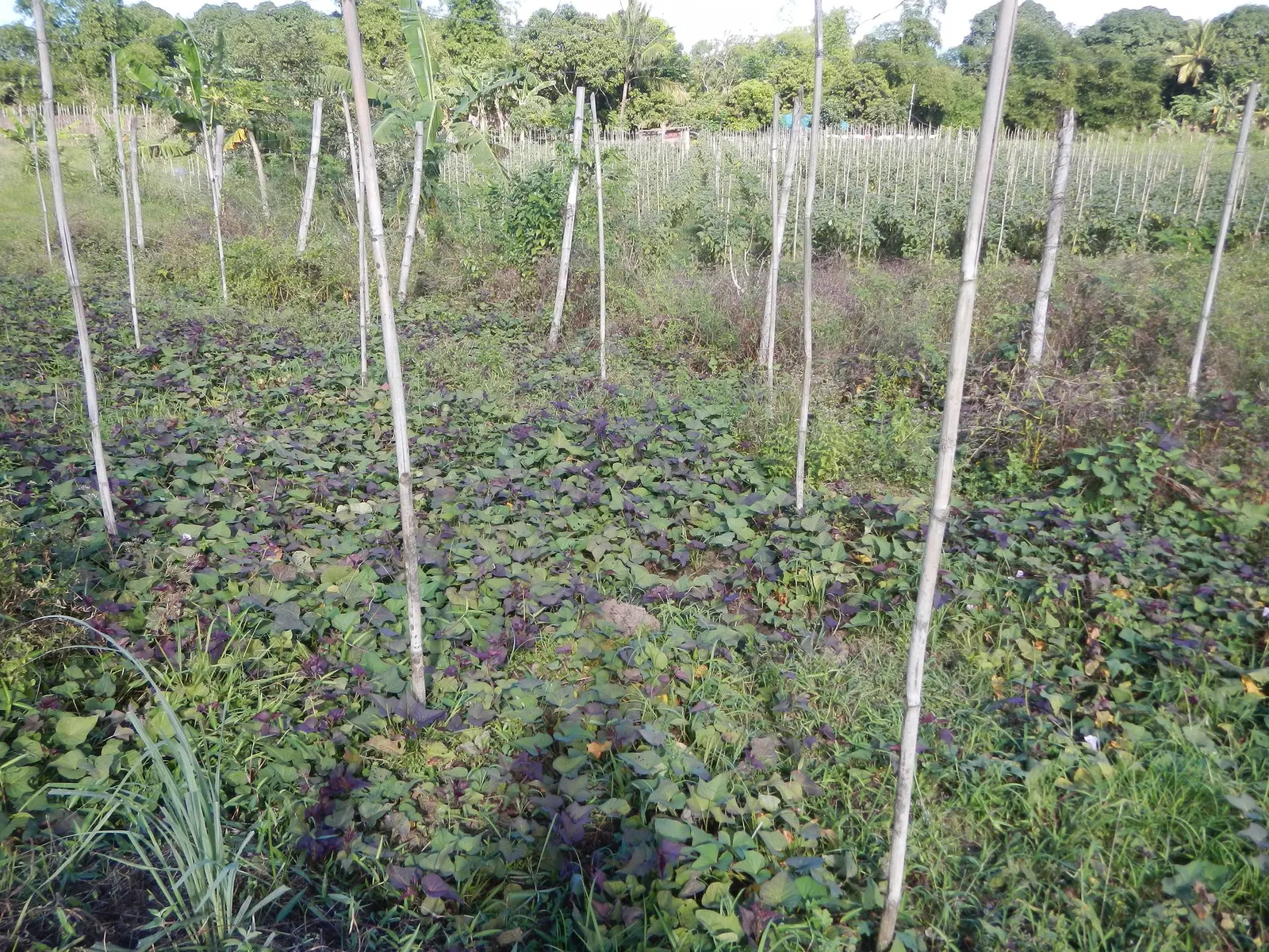 Sweet Caroline: Bewitched Green With Envy™ (Ipomoea batatas) — Its heart-shaped leaves are a deep