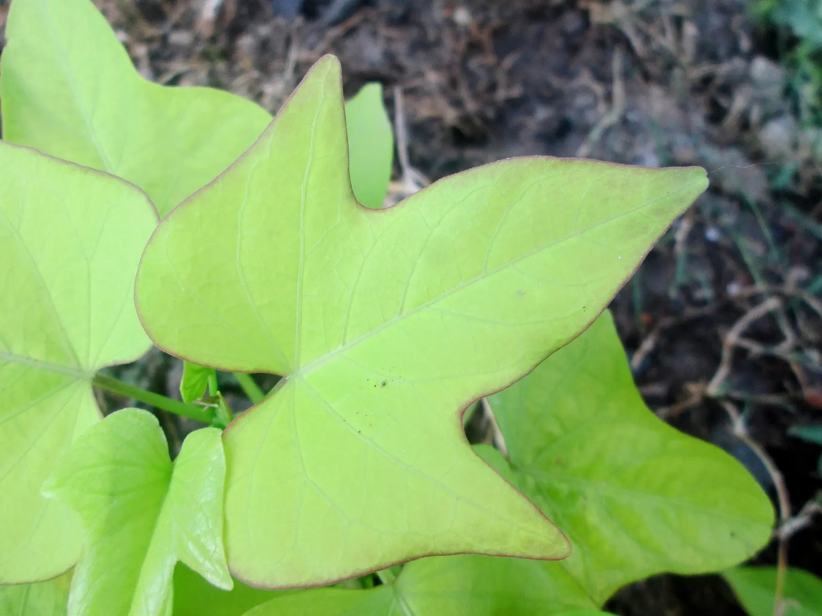 Sweet Caroline: Bewitched Green With Envy™ (Ipomoea batatas) — making it an excellent choice for both landscape designs and eye-catching container displays