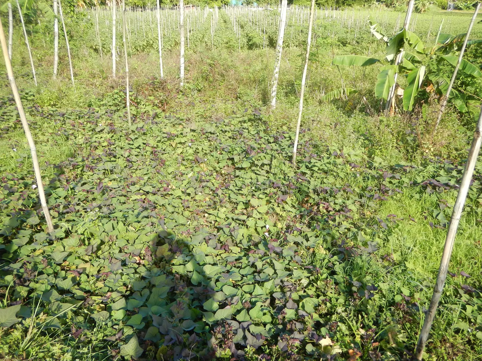 Sweet Caroline: Bewitched Green With Envy™ (Ipomoea batatas) — enchanting green with a bewitching undertone that varies depending on the light