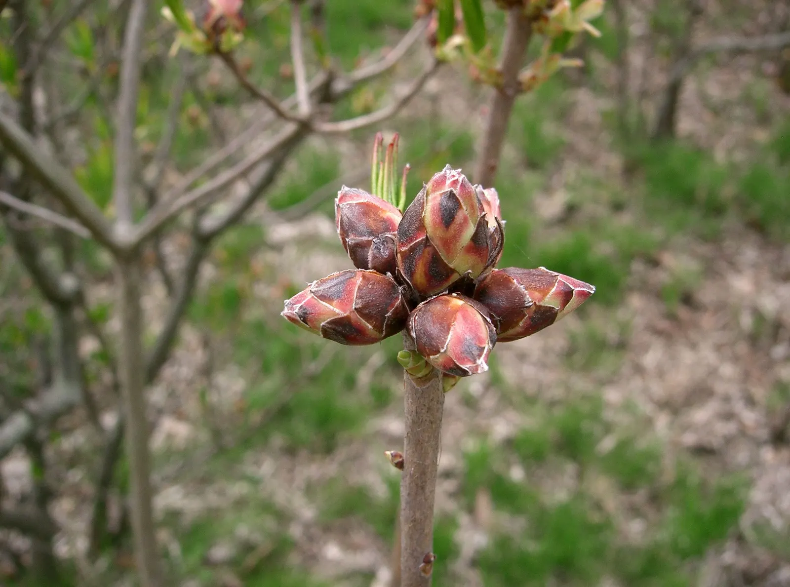 Azalea (Rhododendron Japonicum) — and their bushy growth can create a lush