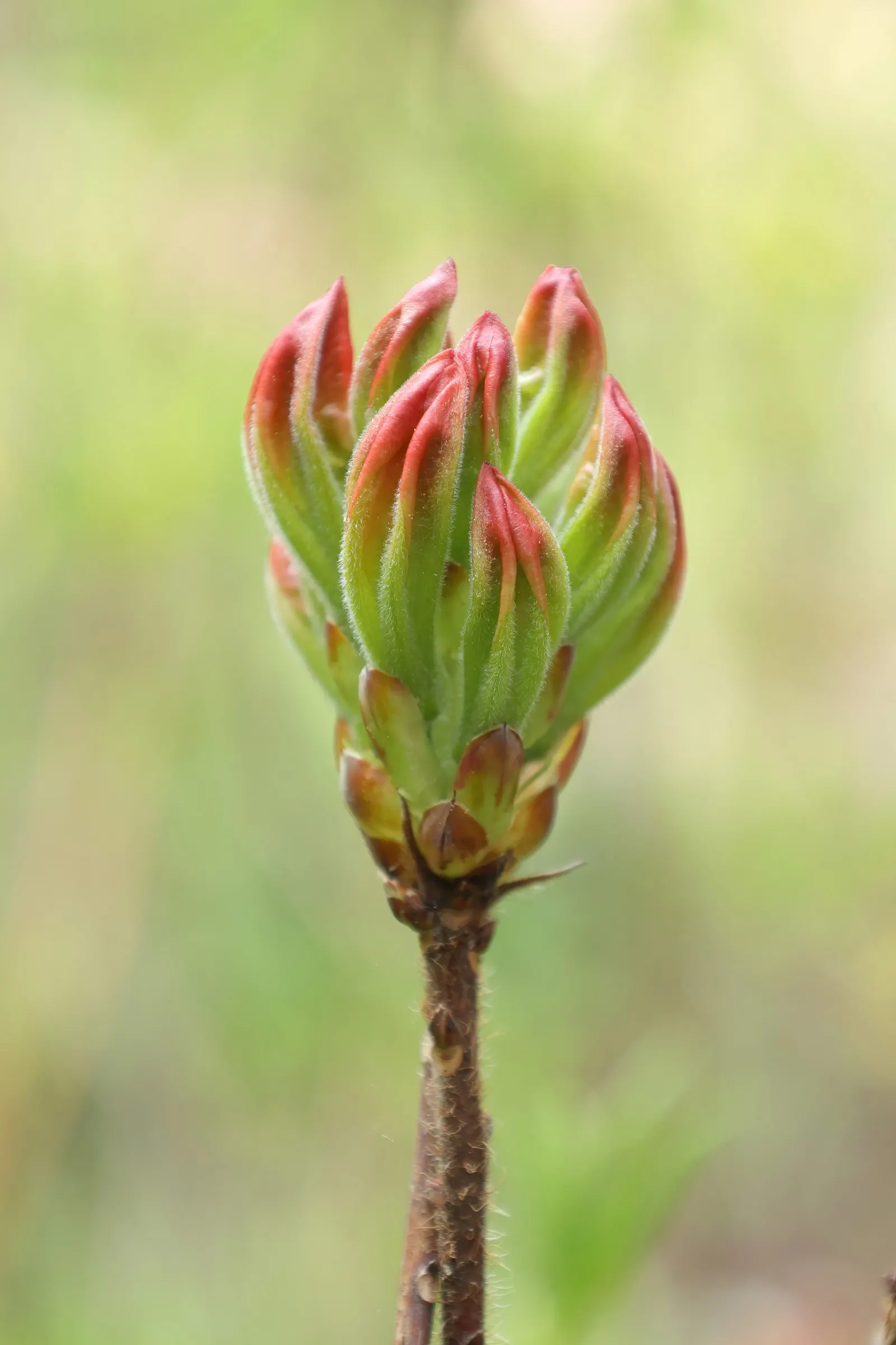 Azalea (Rhododendron Japonicum) — and their bushy growth can create a lush; they prefer well-drained, acidic soils with a pH of around 4.5 to 6.0