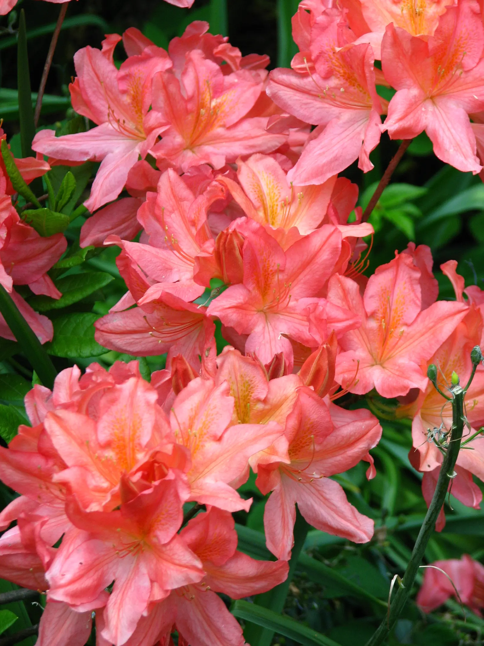 Azalea (Rhododendron Japonicum) — which offer a stunning backdrop to the bright flowers that emerge in late spring to early summer
