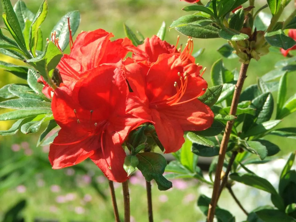 Azalea (Rhododendron Japonicum) — shrub with orange blooms