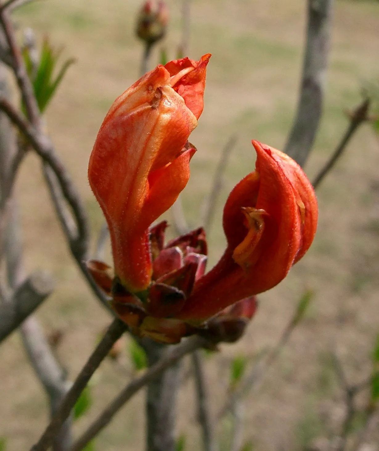 Azalea (Rhododendron Japonicum) — To maintain aesthetics and health, provide adequate water and shelter from harsh winds