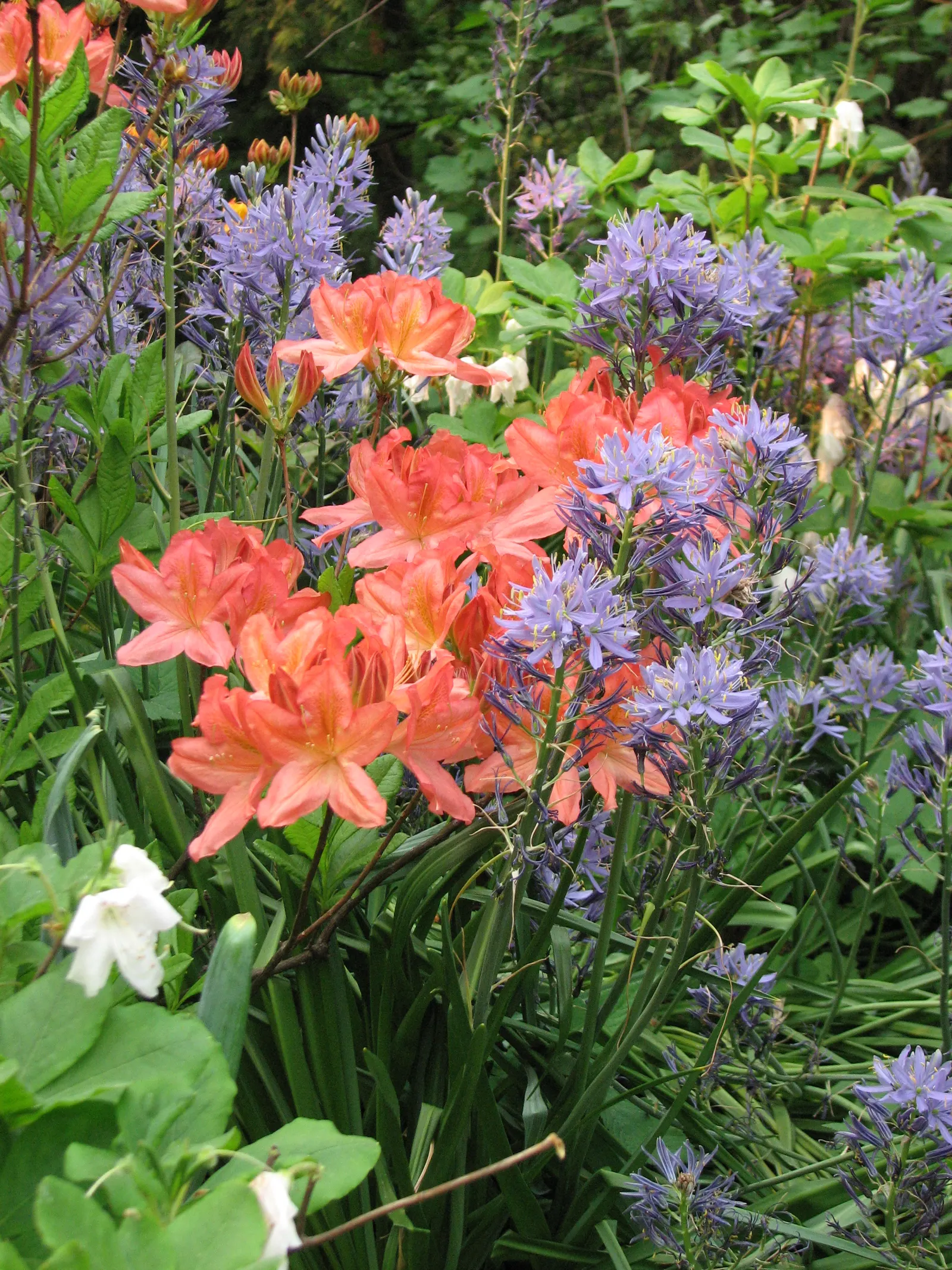 Azalea (Rhododendron Japonicum) — is a deciduous shrub native to Japan