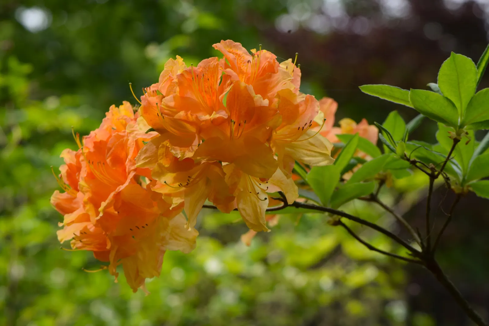 Azalea (Rhododendron Japonicum) — Known for its exquisite blooms and vibrant hues
