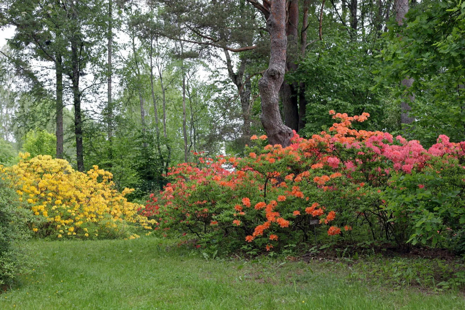 Azalea (Rhododendron Japonicum) — but avoiding over-watering is equally important to prevent root rot; and their bushy growth can create a lush