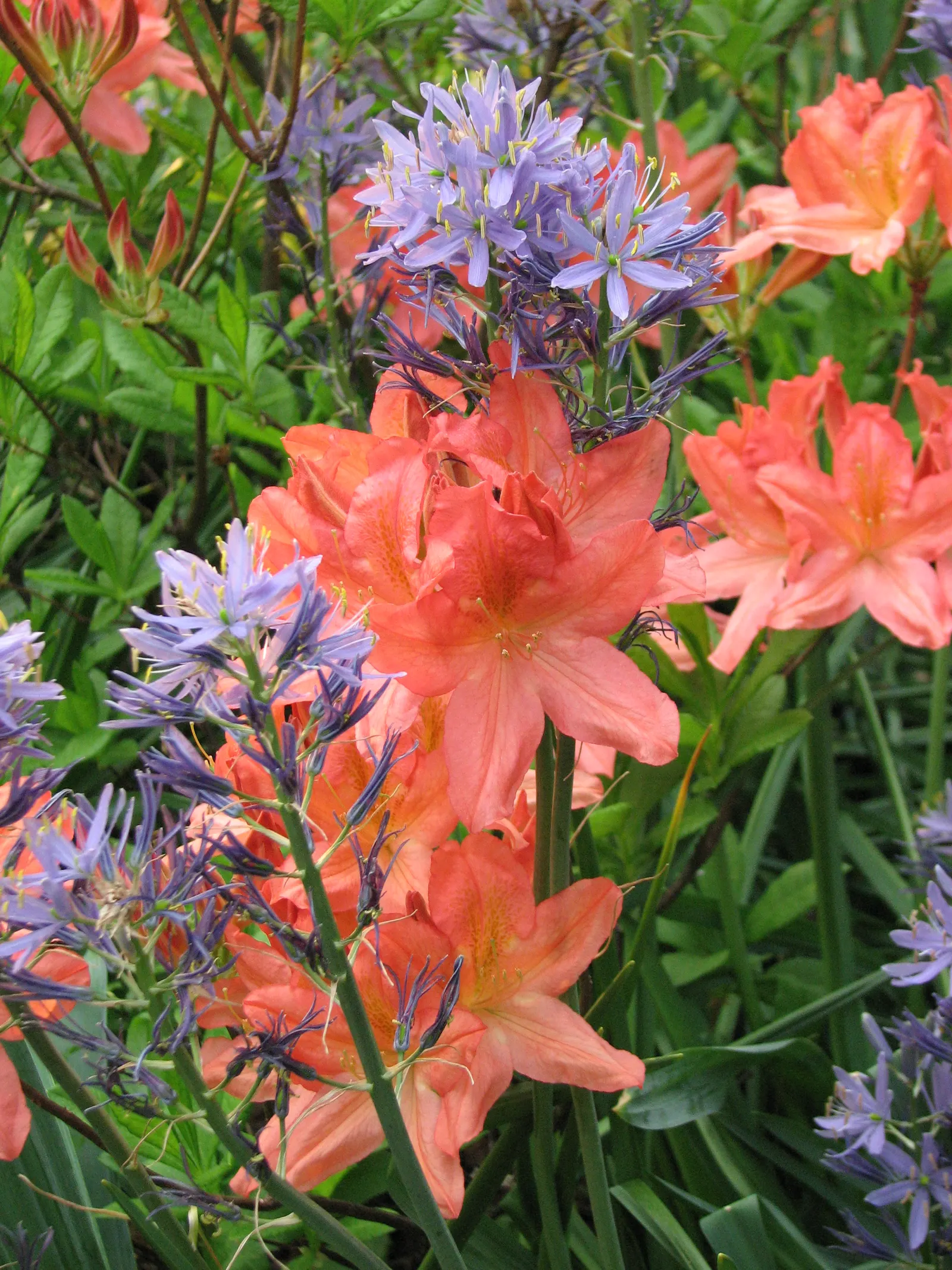 Azalea (Rhododendron Japonicum) — specifically the Rhododendron japonicum