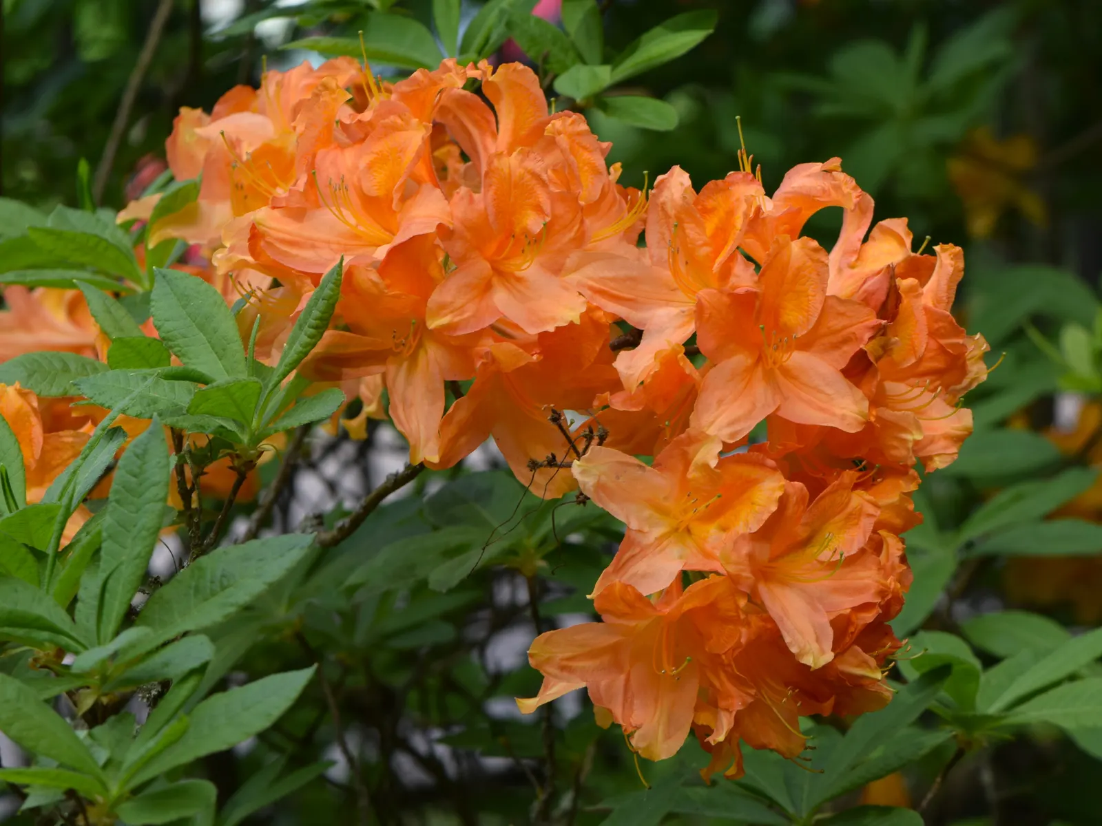Azalea (Rhododendron Japonicum) — these plants will provide seasonal interest with their spectacular bloom display