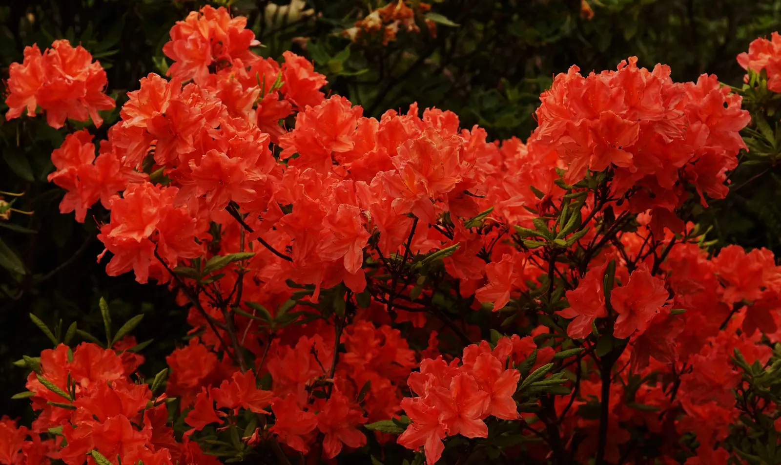 Azalea (Rhododendron Japonicum) — Regular watering is crucial