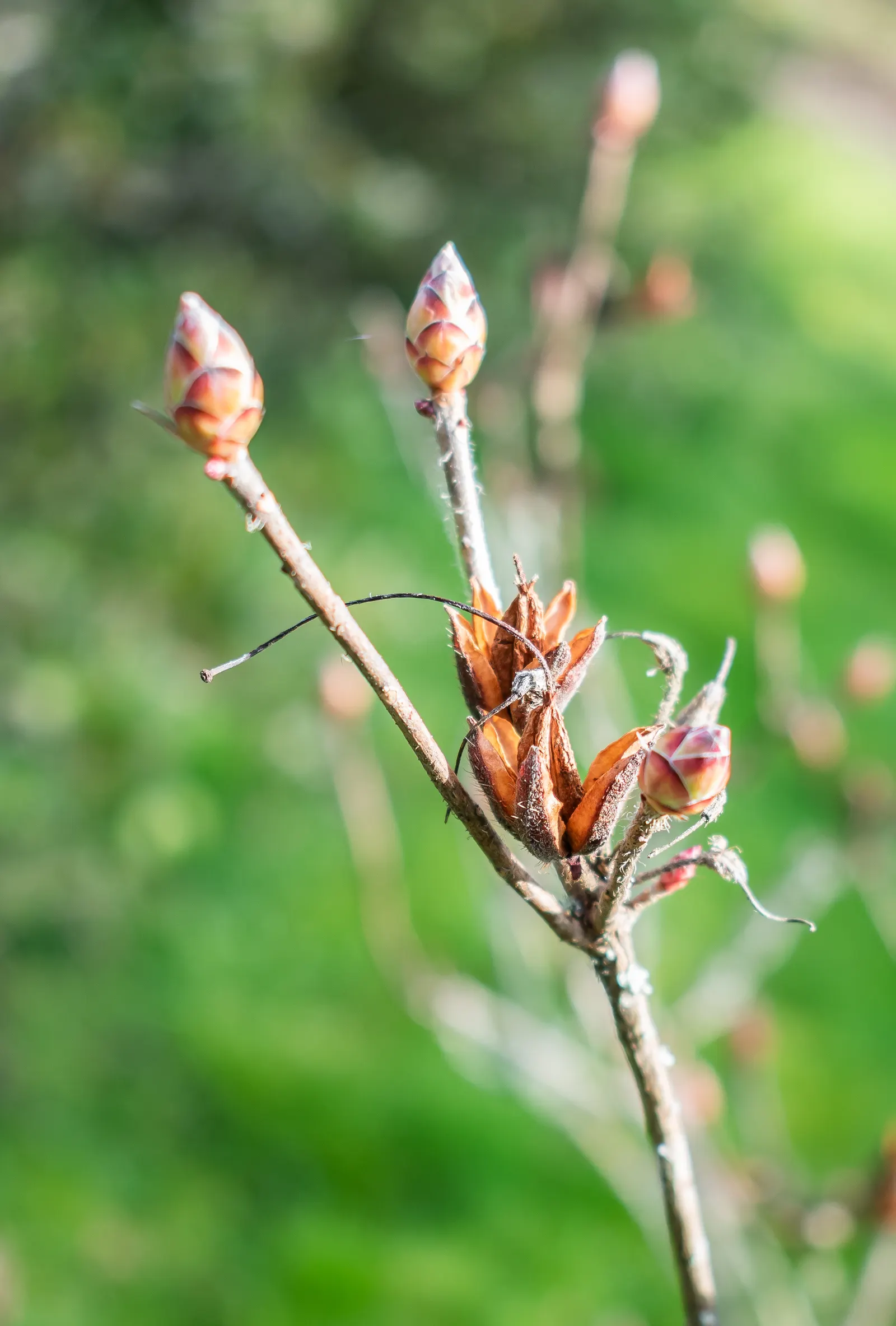 Azalea (Rhododendron Japonicum) — these plants will provide seasonal interest with their spectacular bloom display; known for its exquisite blooms and vibrant