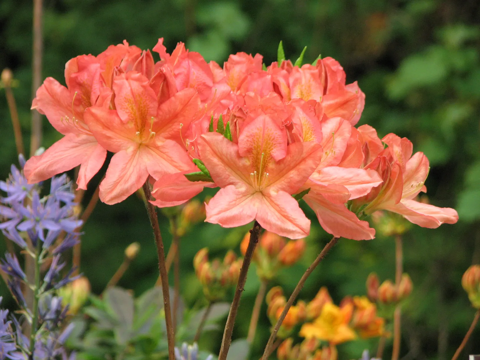 Azalea (Rhododendron Japonicum) — especially during dry periods