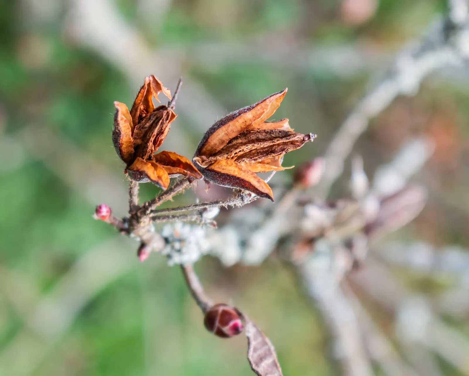 Azalea (Rhododendron Japonicum) — Ideal for borders or as an eye-catching focal point in garden designs, image 32