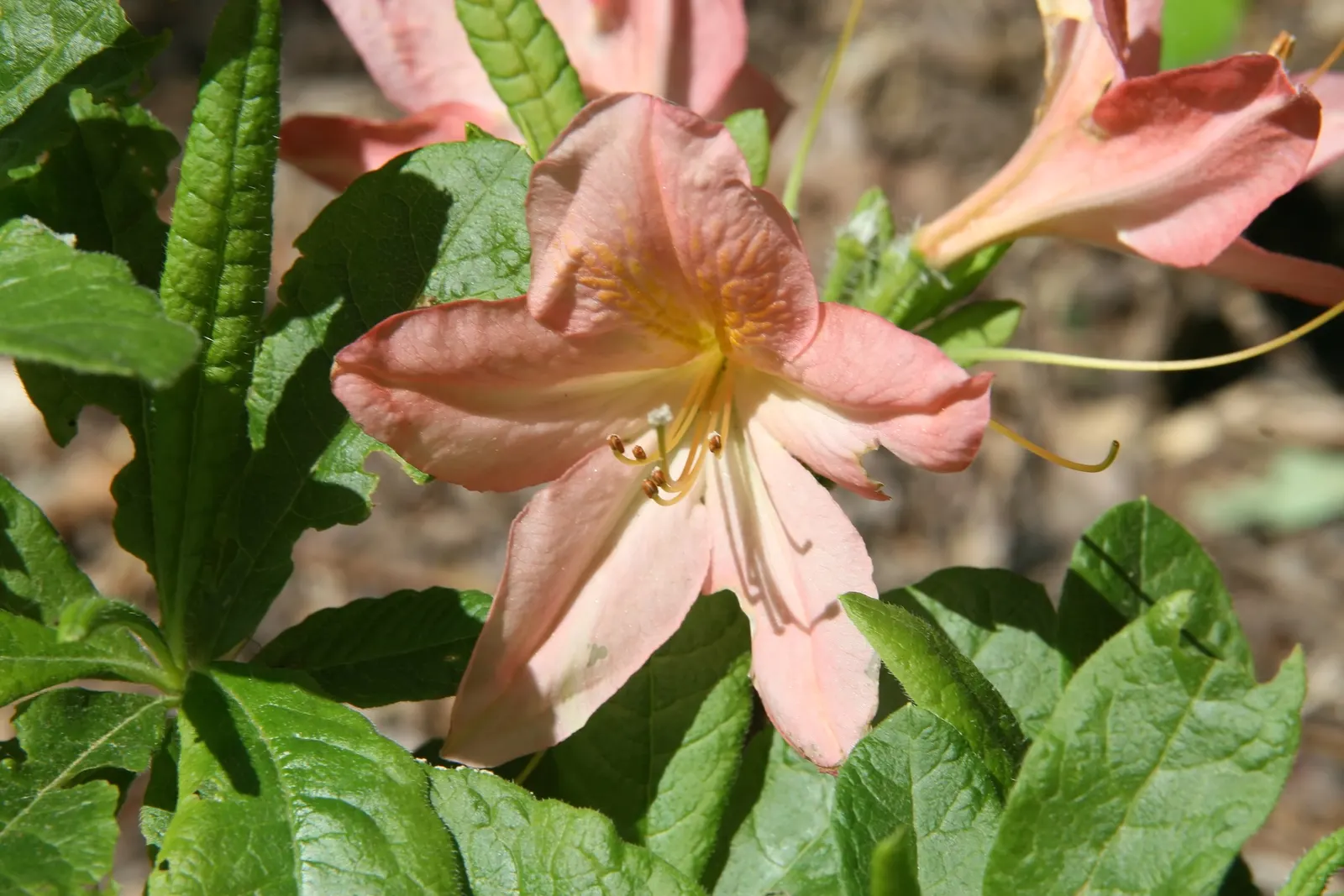 Azalea (Rhododendron Japonicum) — orange flowers in the garden