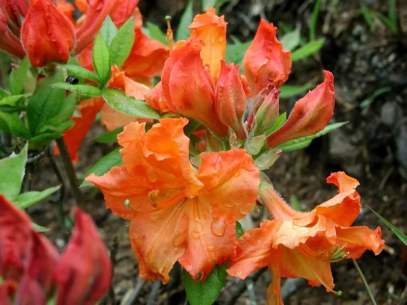 Azalea (Rhododendron Japonicum) — The leaves of the Rhododendron japonicum are a dark; adding a burst of color that is sure to captivate any viewer.<br><br>For