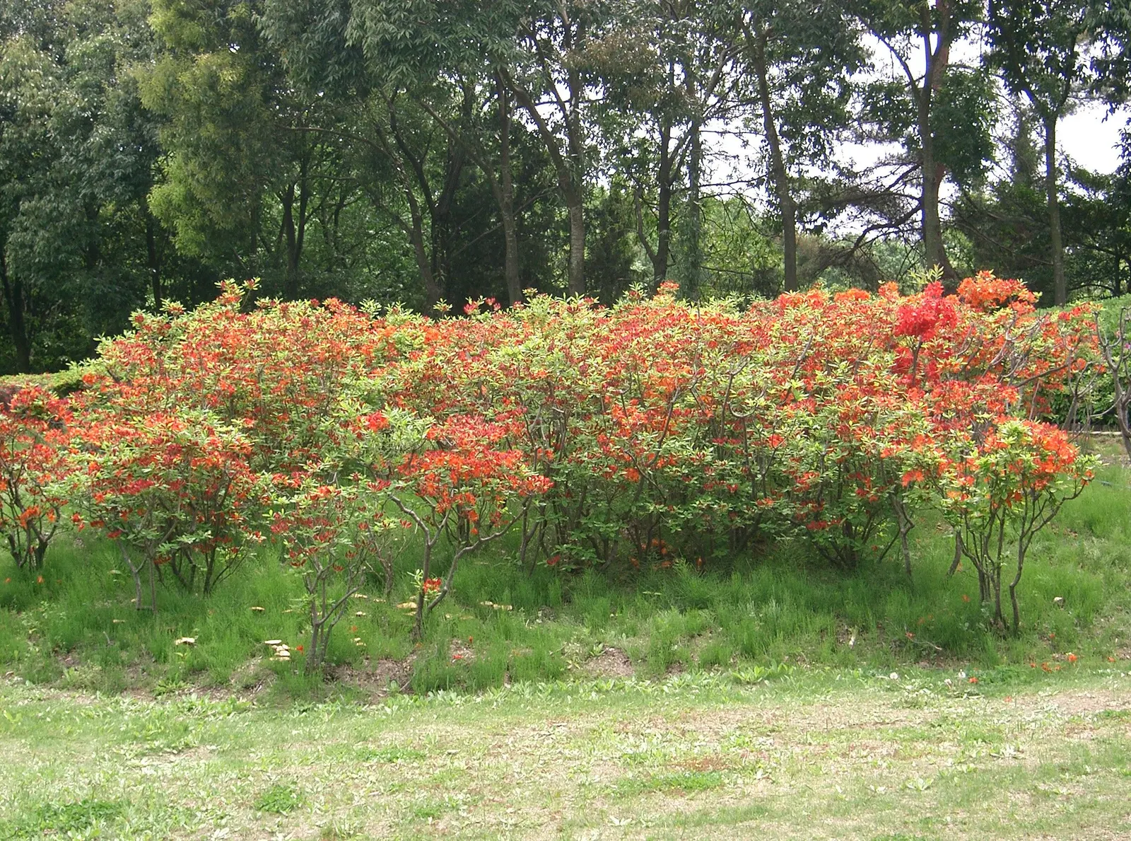 Azalea (Rhododendron Japonicum) — Known for its exquisite blooms and vibrant hues; title: Azalea (Rhododendron japonicum): A Colorful Accent for Elegant