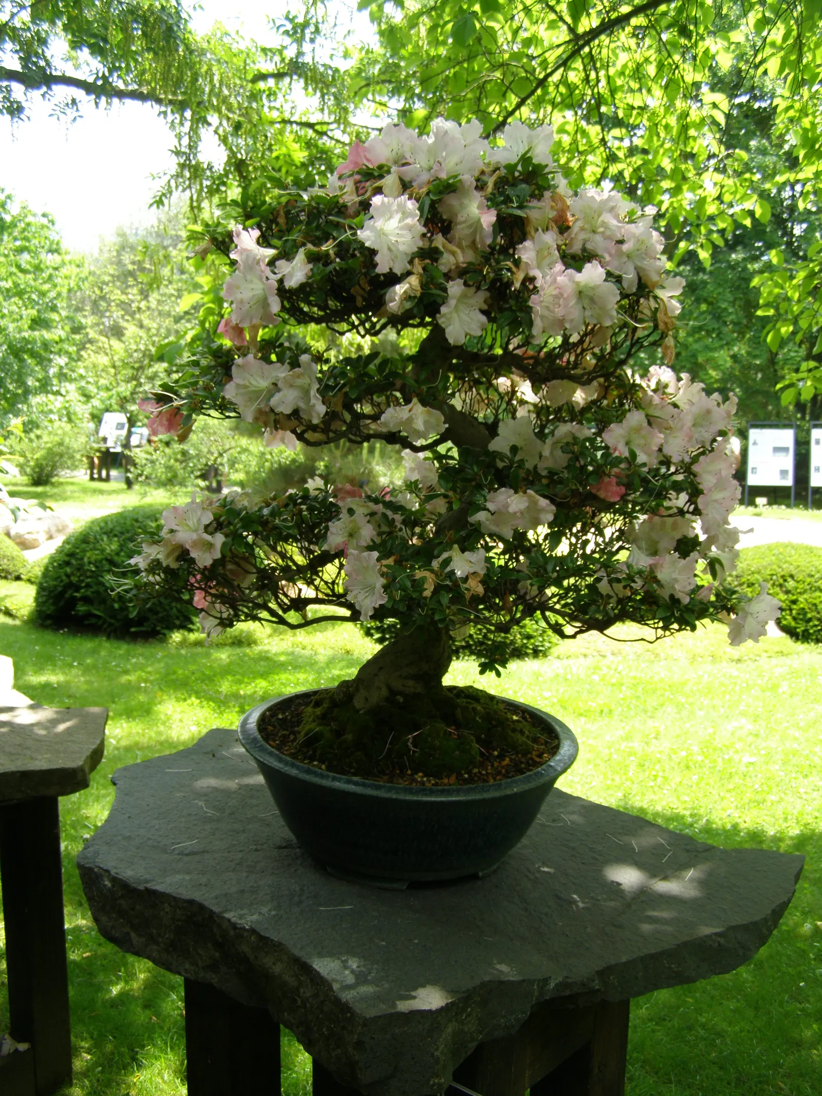 Azalea (Rhododendron Japonicum) — though they can tolerate full sun in cooler climates; these plants will provide seasonal interest with their spectacular