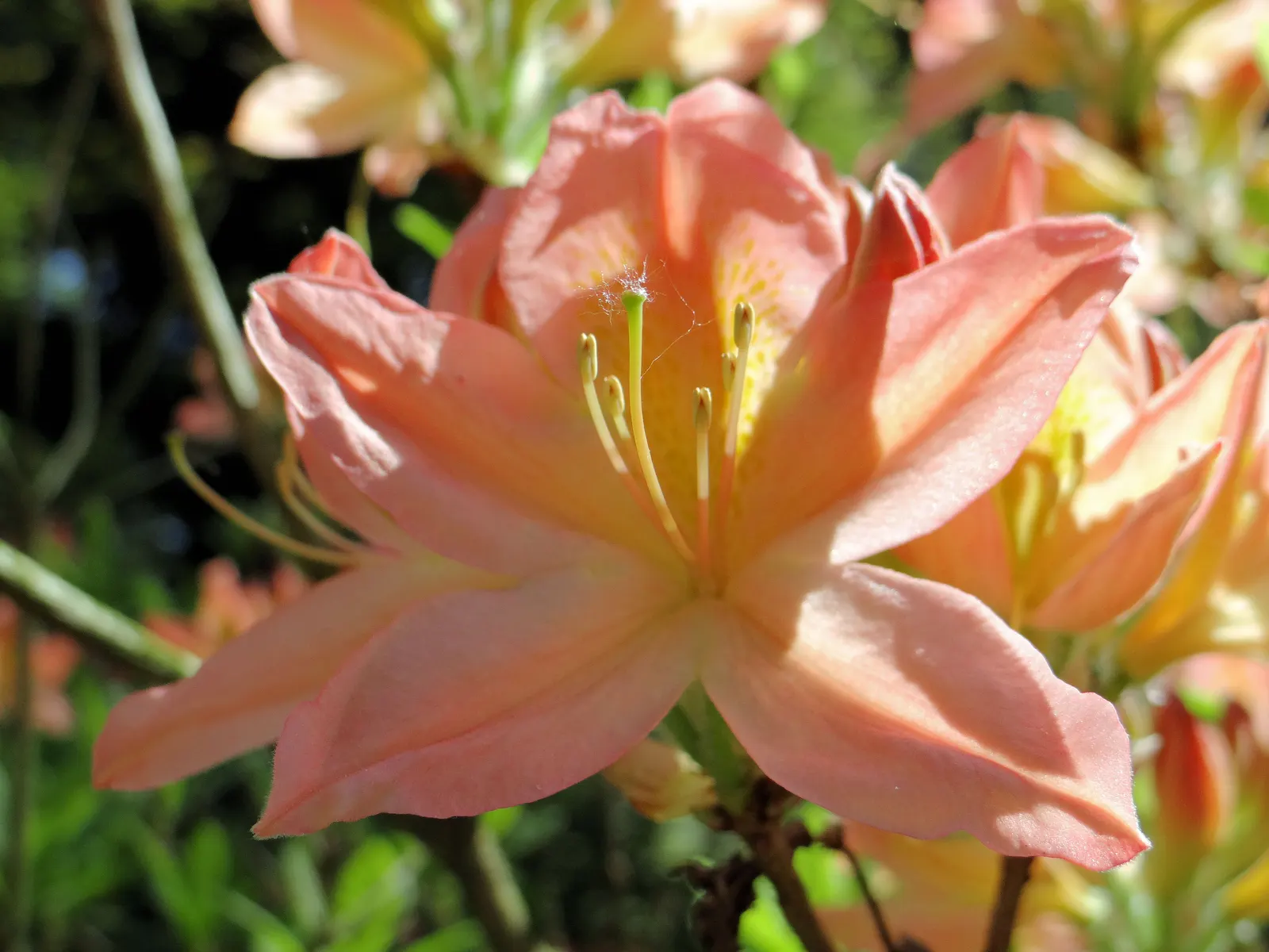 Azalea (Rhododendron Japonicum) — Title: Azalea (Rhododendron japonicum): A Colorful Accent for Elegant Landscape Designs<br><br>The Azalea; flower colors