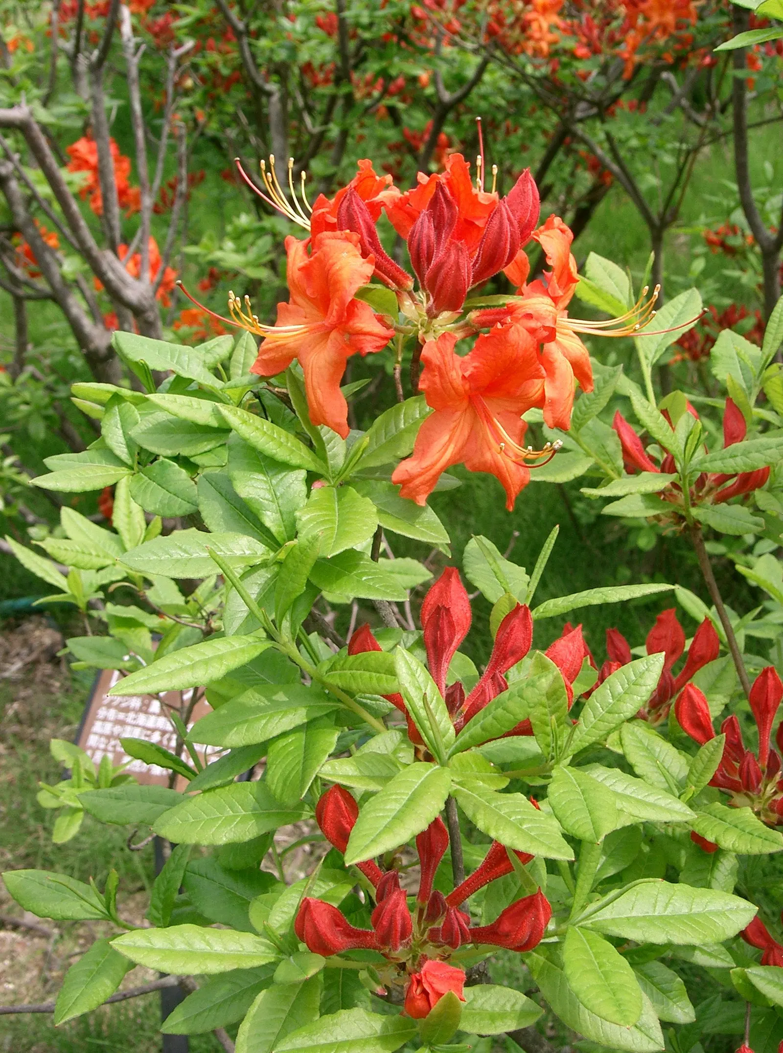 Azalea (Rhododendron Japonicum) — Flower colors range from vivid oranges to intense reds; shrub for half