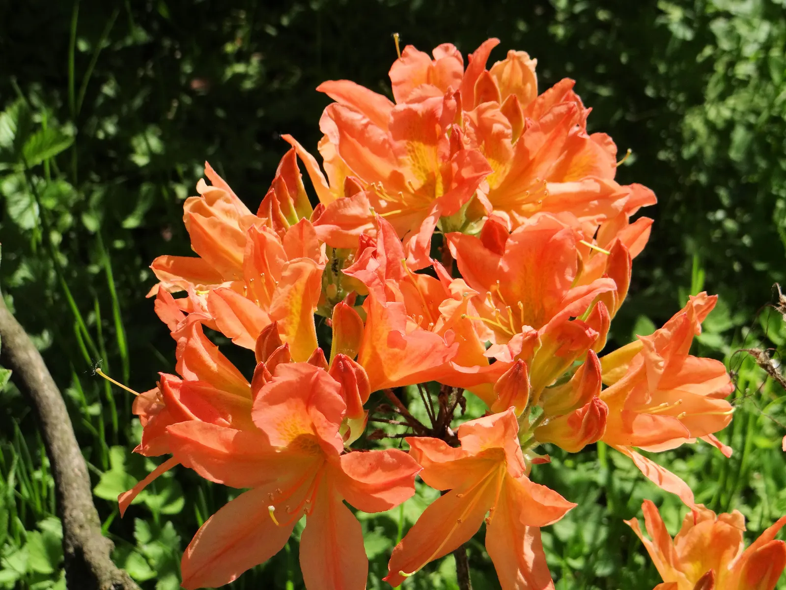 Azalea (Rhododendron Japonicum) — Spring blossoms in hues of pink, red, or white contrast against dark green foliage; especially during dry periods