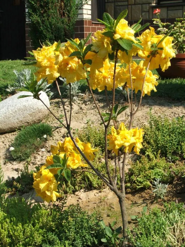 Azalea (Rhododendron Japonicum) — it is essential to know that these azaleas thrive in partial shade, image 41