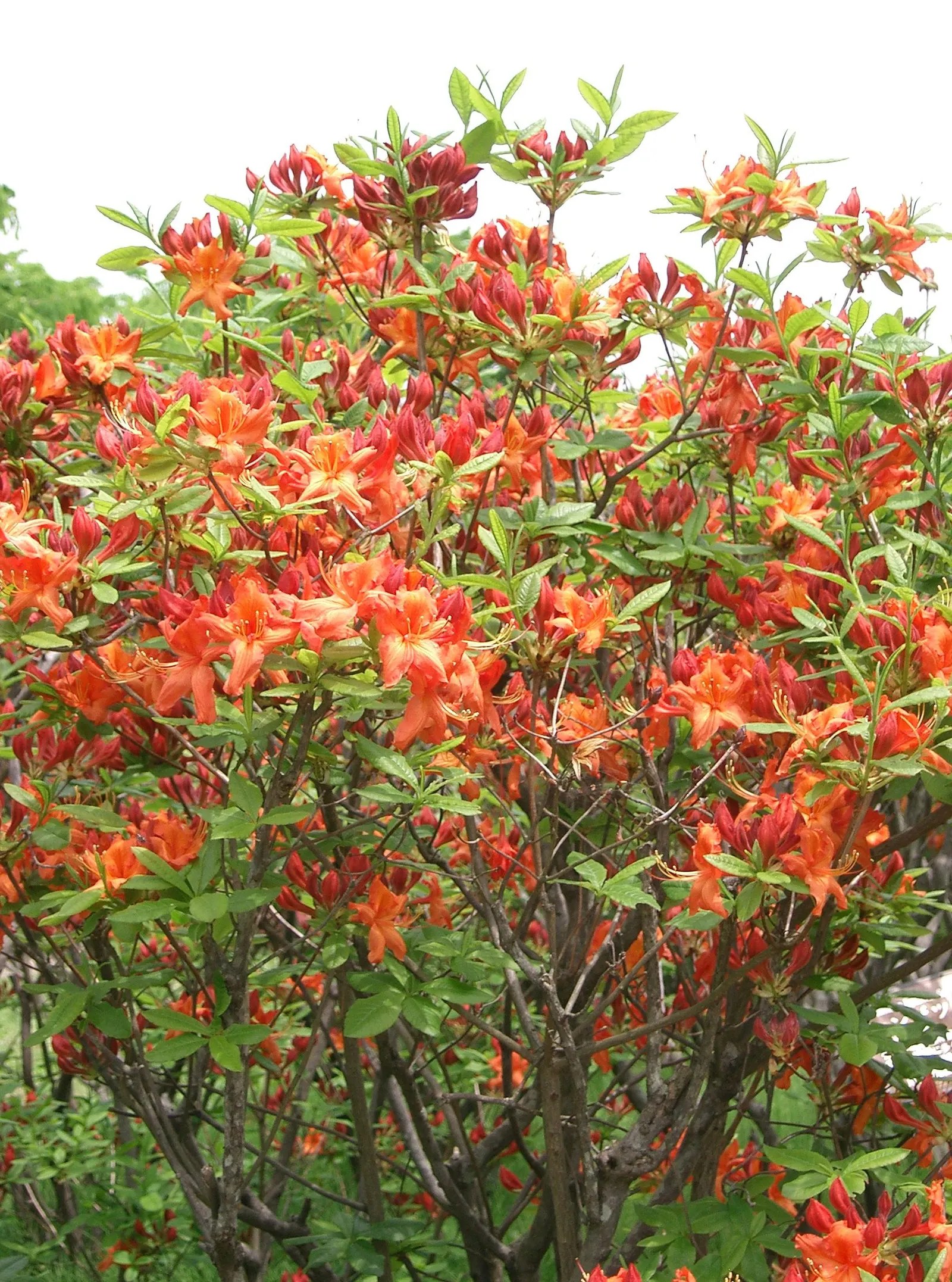 Azalea (Rhododendron Japonicum) — Azalea (Rhododendron japonicum) is a vibrant, shrubby perennial, prized for its profusion of colorful blooms; to maintain