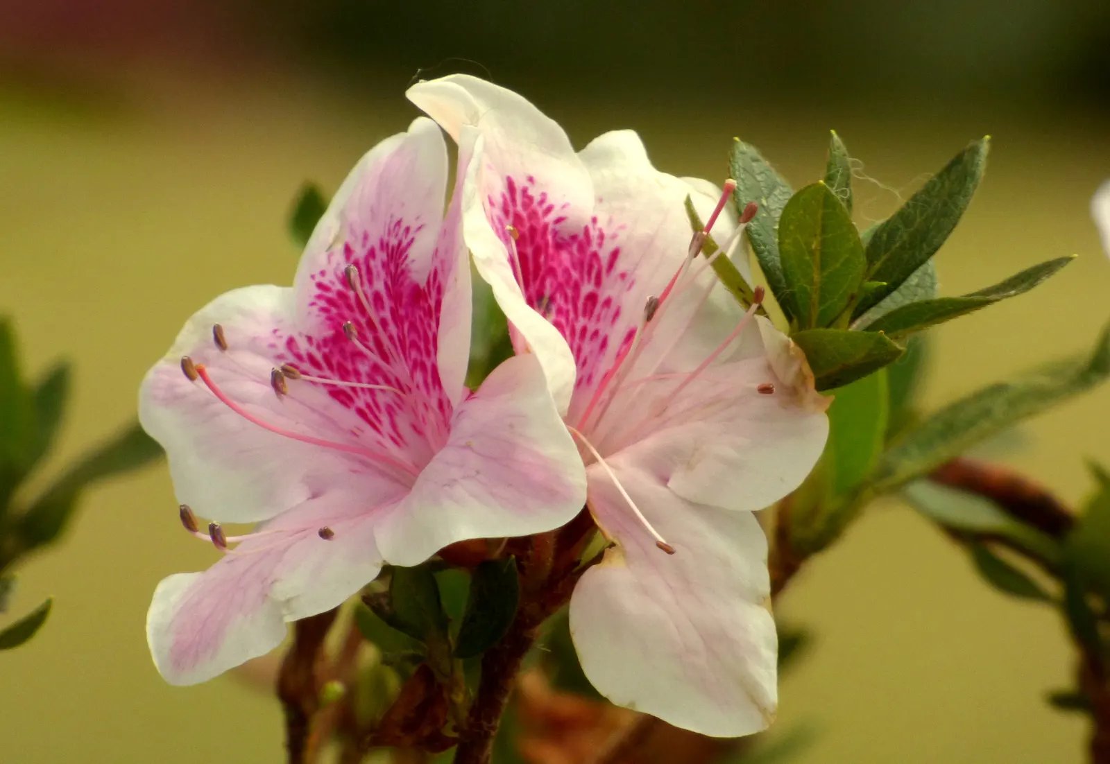 Azalea (Rhododendron Japonicum) — especially during dry periods; though they can tolerate full sun in cooler climates