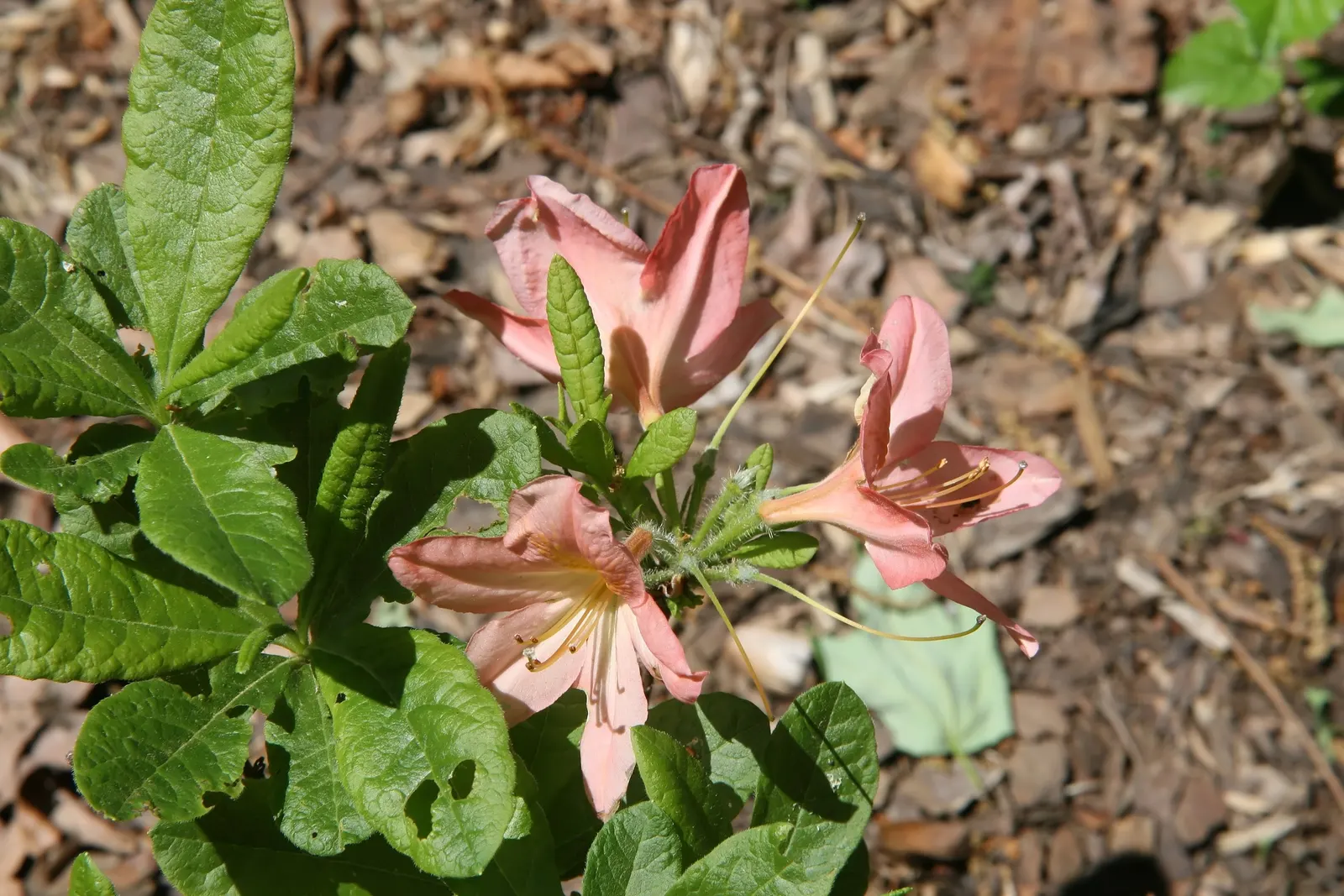 Azalea (Rhododendron Japonicum) — Typically reaching 3-6 feet in height and spread, it thrives in partial shade with well-drained, acidic soil; which offer a