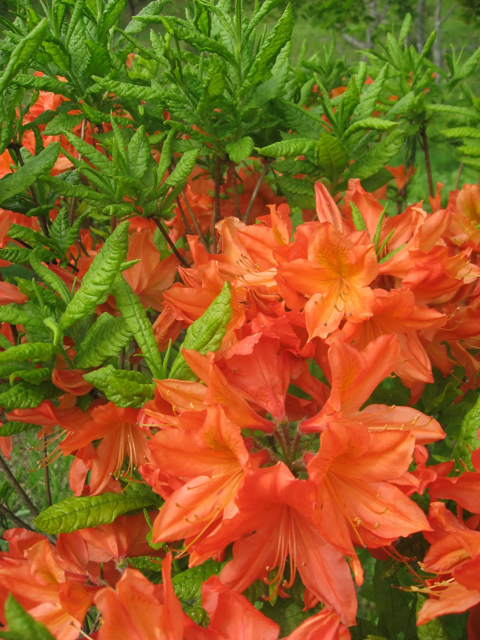 Azalea (Rhododendron Japonicum) — specifically the Rhododendron japonicum; but avoiding over-watering is equally important to prevent root rot