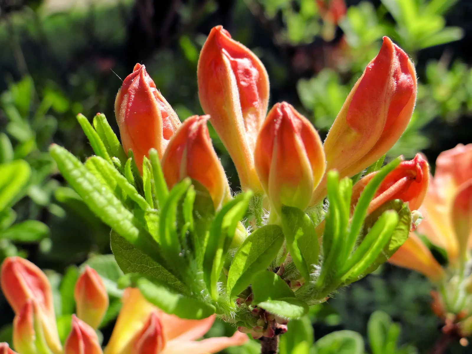 Azalea (Rhododendron Japonicum) — shrub with orange blooms; regular watering is crucial