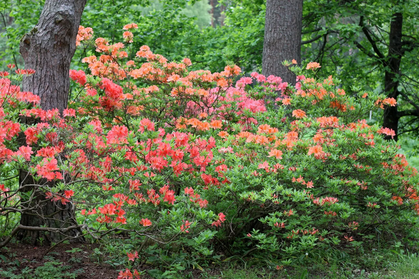 Azalea (Rhododendron Japonicum) — Regular watering is crucial; is a deciduous shrub native to Japan