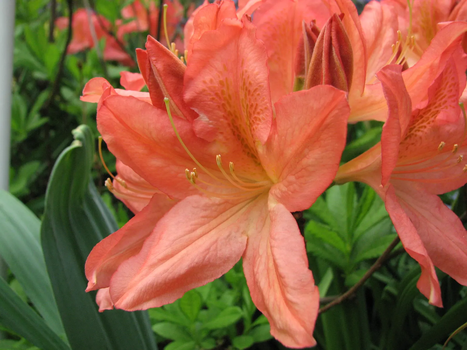 Azalea (Rhododendron Japonicum) — Typically reaching 3-6 feet in height and spread, it thrives in partial shade with well-drained, acidic soil