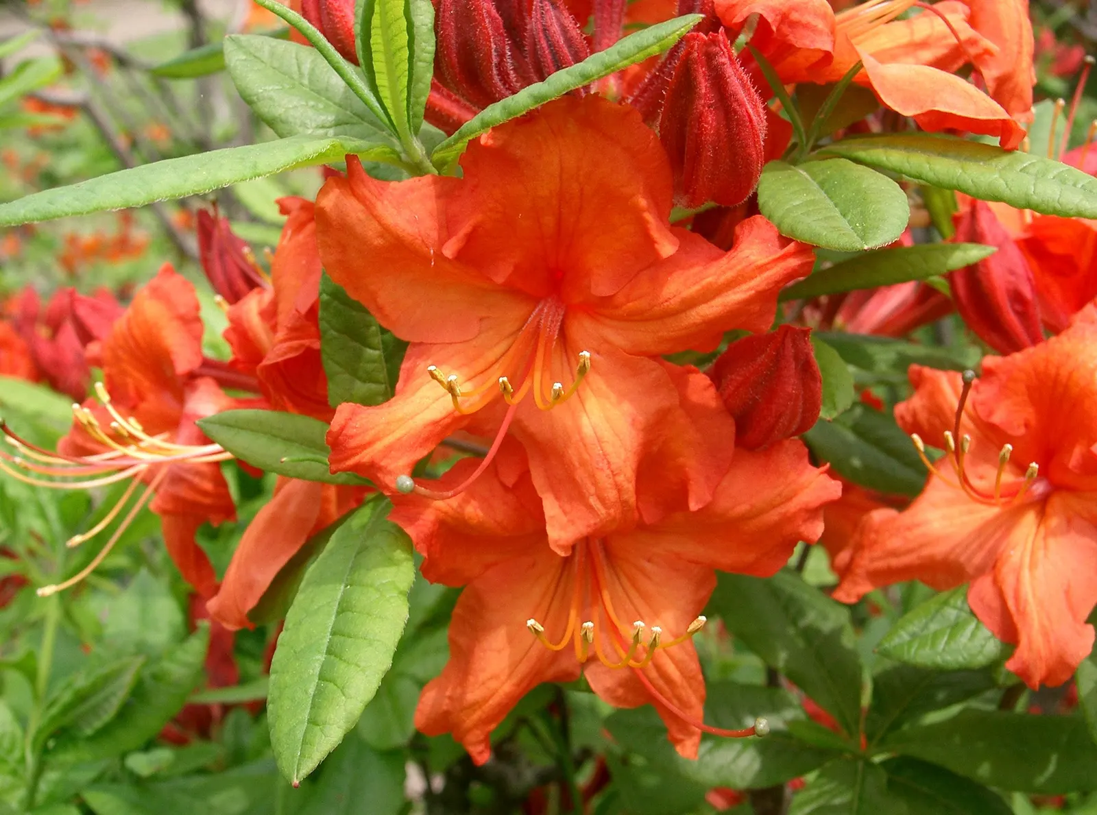 Azalea (Rhododendron Japonicum) — textured look throughout the year