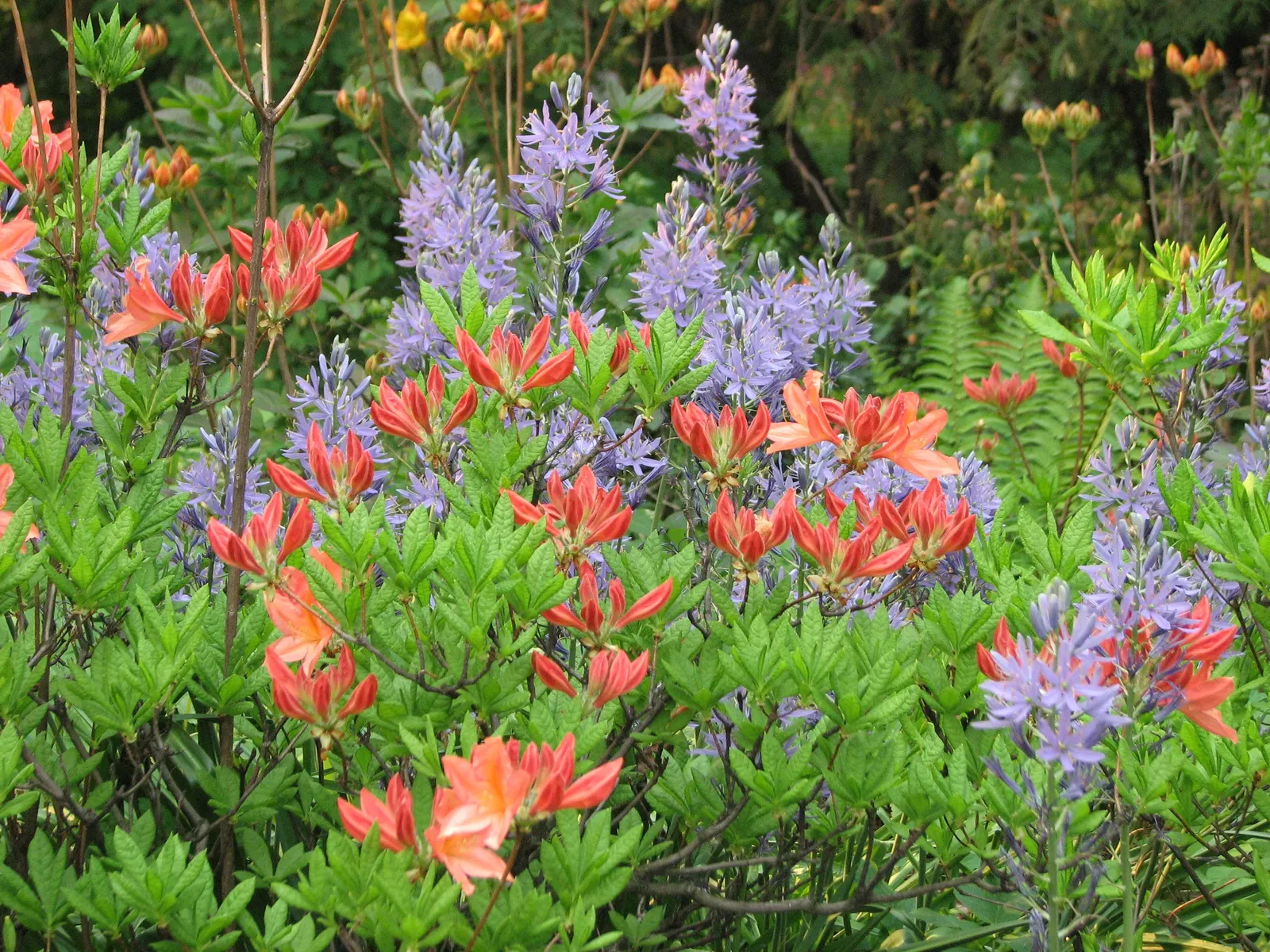 Azalea (Rhododendron Japonicum) — Spring blossoms in hues of pink, red, or white contrast against dark green foliage
