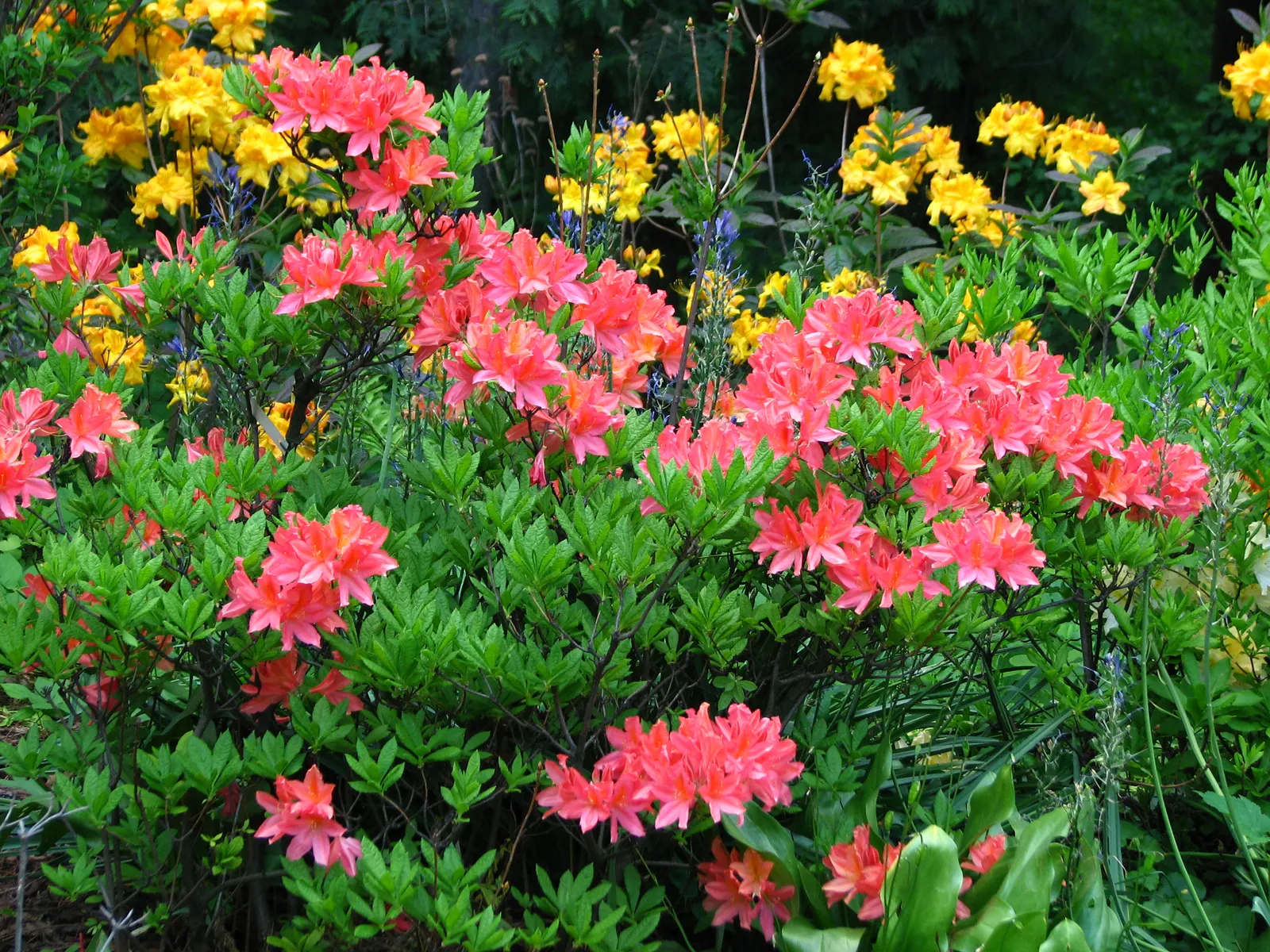 Azalea (Rhododendron Japonicum) — though they can tolerate full sun in cooler climates