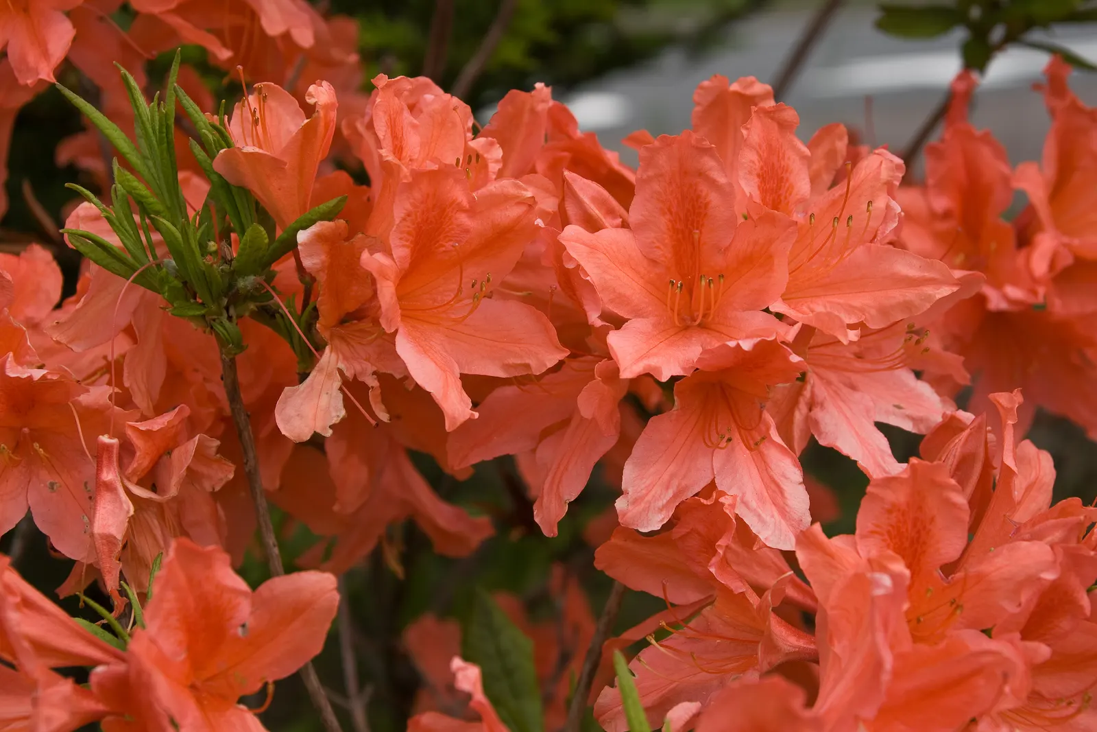 Azalea (Rhododendron Japonicum) — When adding azaleas to the landscape design