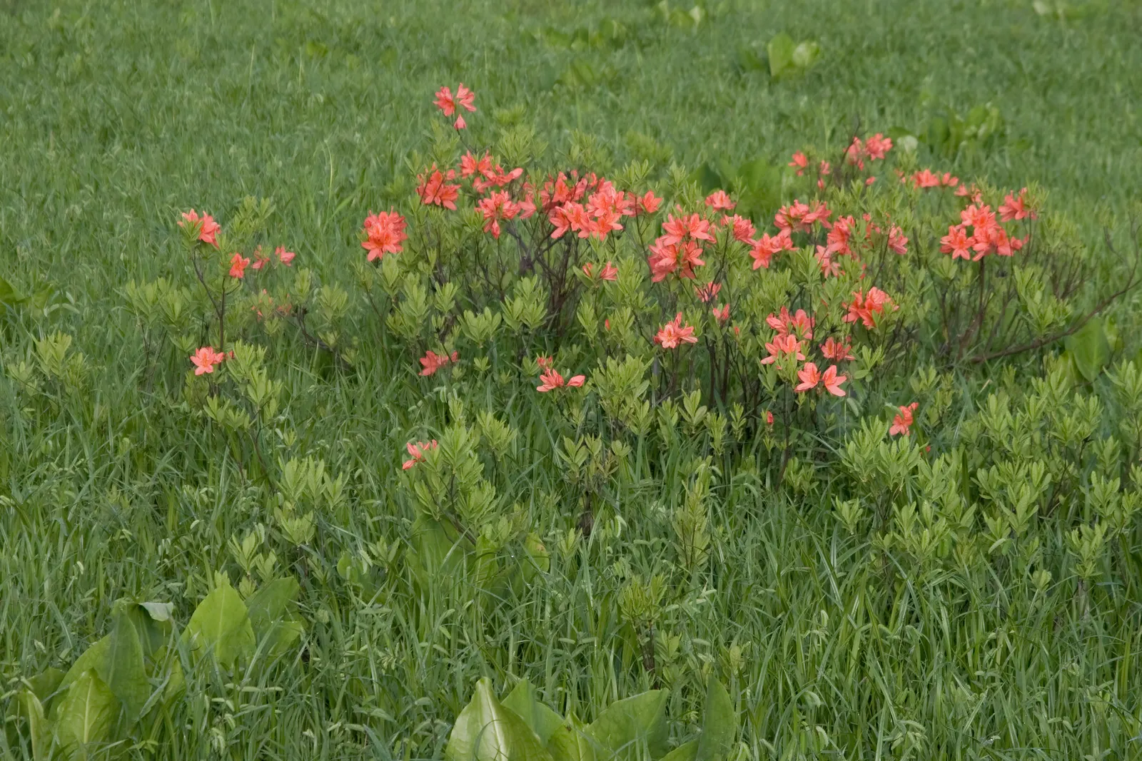 Azalea (Rhododendron Japonicum) — adding a burst of color that is sure to captivate any viewer.<br><br>For the landscape designer; specifically the
