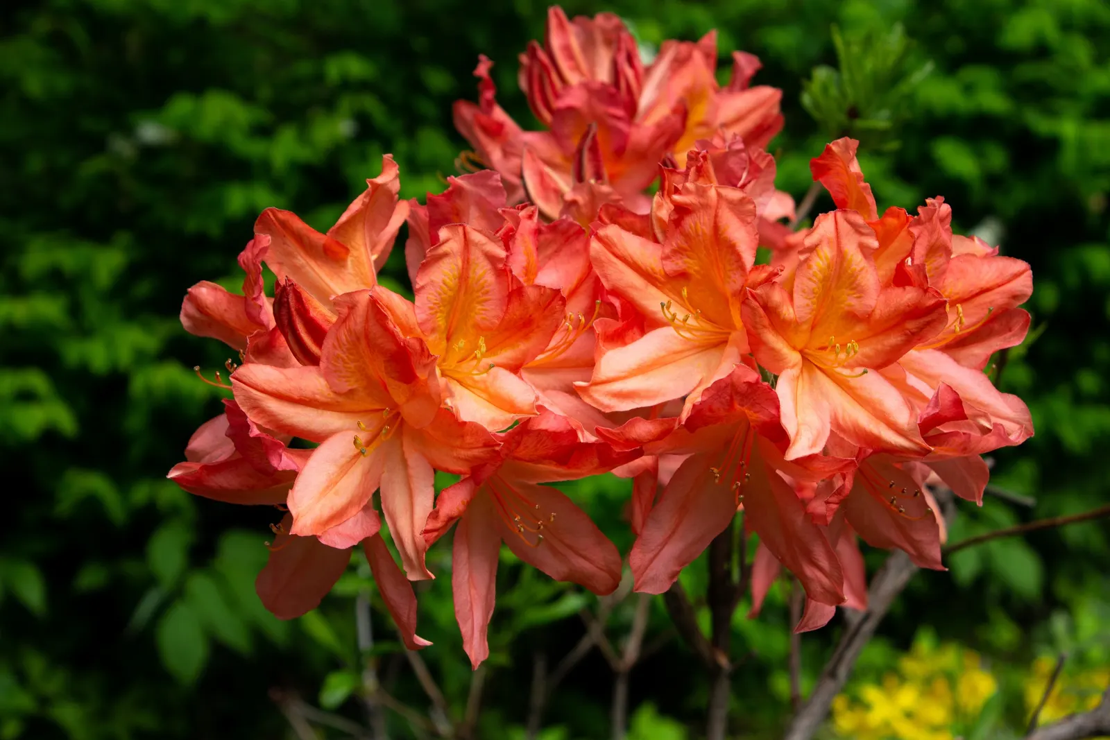 Azalea (Rhododendron Japonicum) — Ideal for borders or as an eye-catching focal point in garden designs