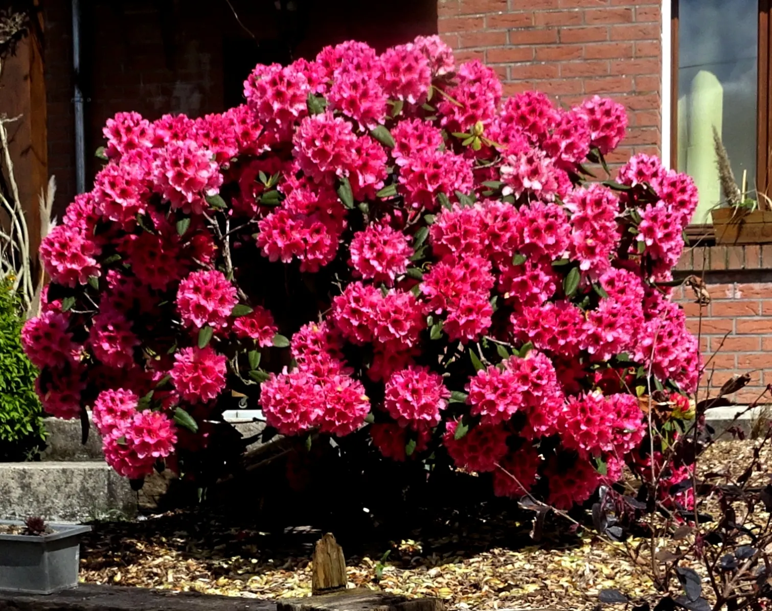 Azalea (Rhododendron Japonicum) — it is essential to know that these azaleas thrive in partial shade