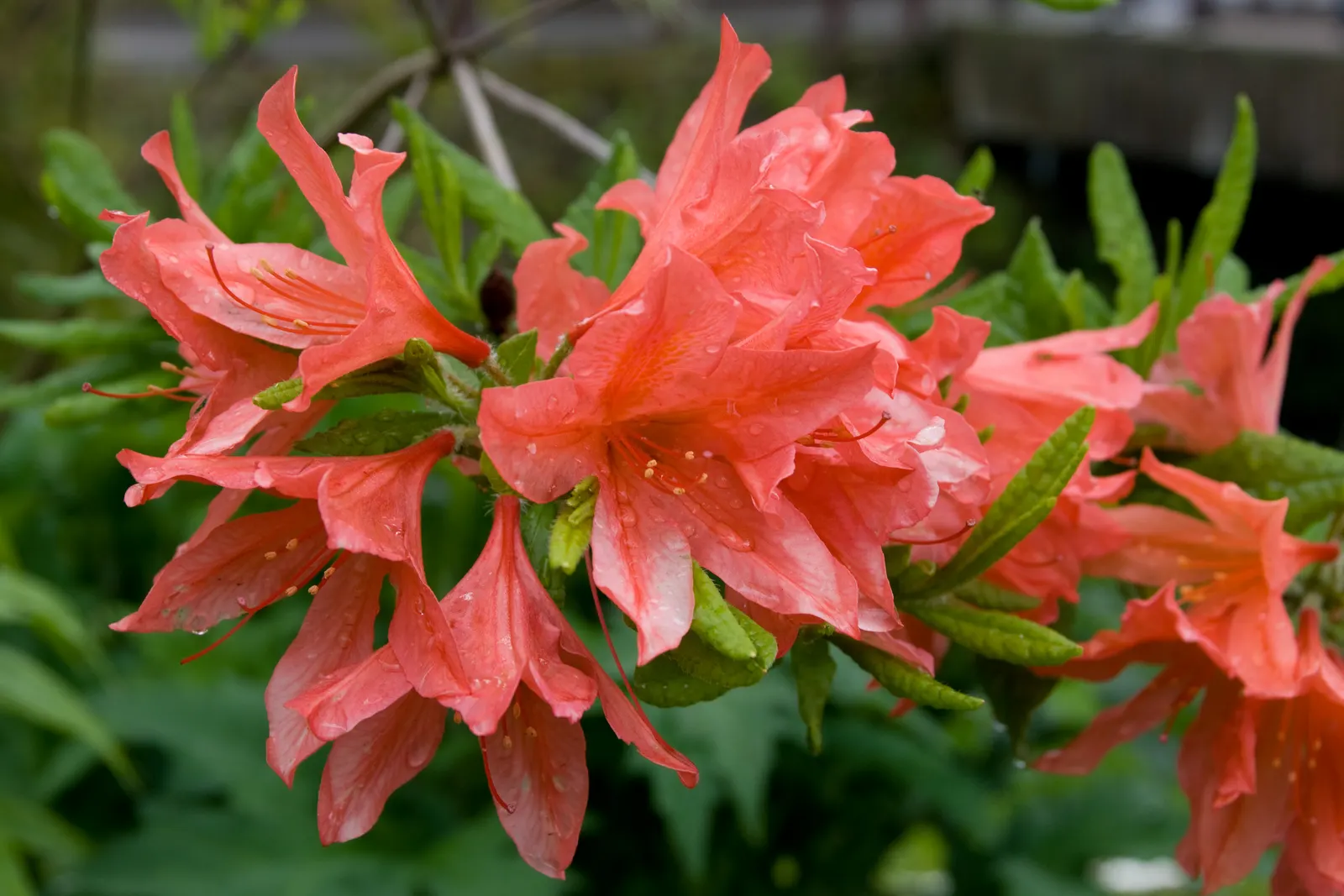 Azalea (Rhododendron Japonicum) — Title: Azalea (Rhododendron japonicum): A Colorful Accent for Elegant Landscape Designs<br><br>The Azalea