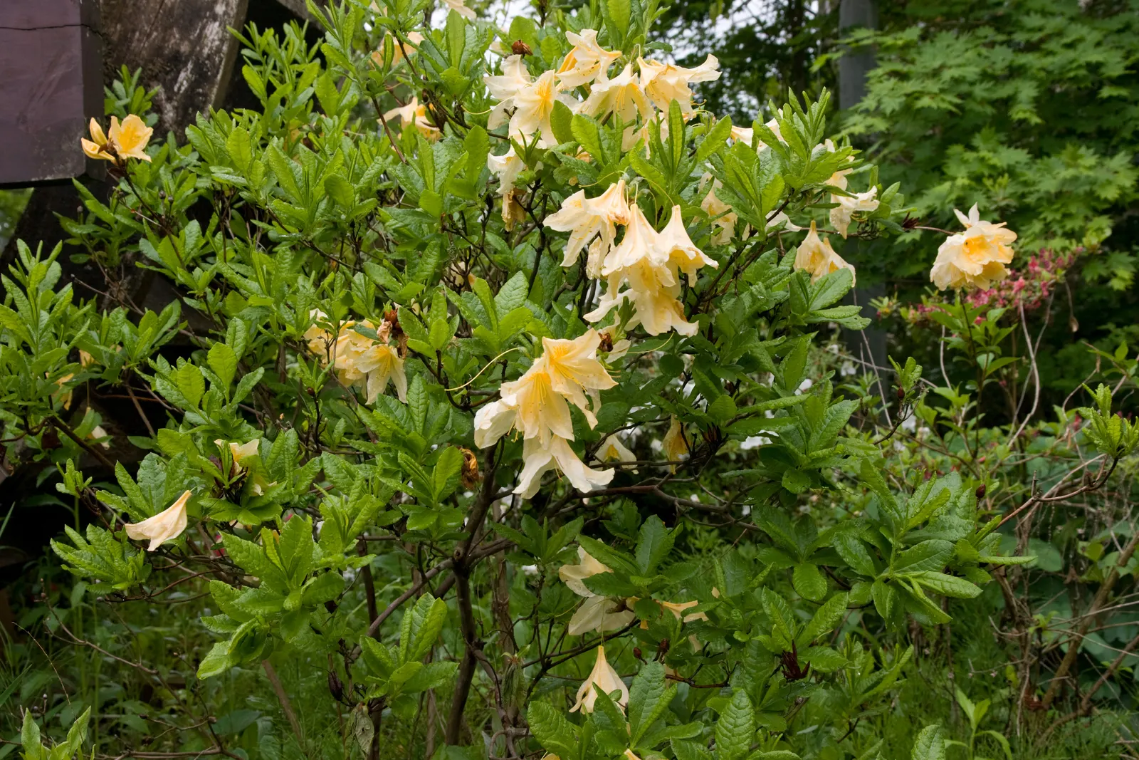 Azalea (Rhododendron Japonicum) — To maintain aesthetics and health, provide adequate water and shelter from harsh winds; orange flowers in the garden