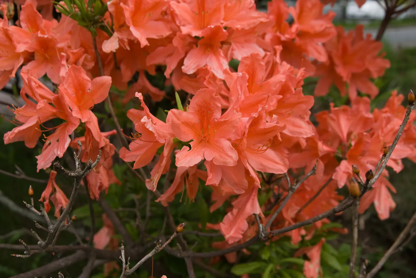 Azalea (Rhododendron Japonicum) — They prefer well-drained, acidic soils with a pH of around 4.5 to 6.0; azalea (Rhododendron japonicum) is a vibrant, shrubby
